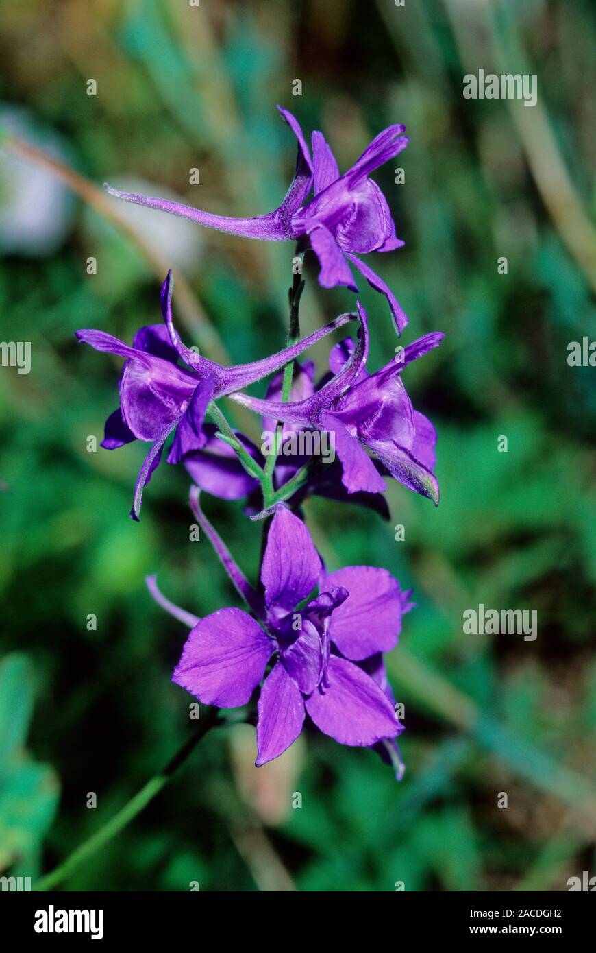 Larkspur (Consolida ambigua) flowers. This plant has been used to heal open wounds and the juice from the leaves is considered to be a remedy for pile Stock Photo