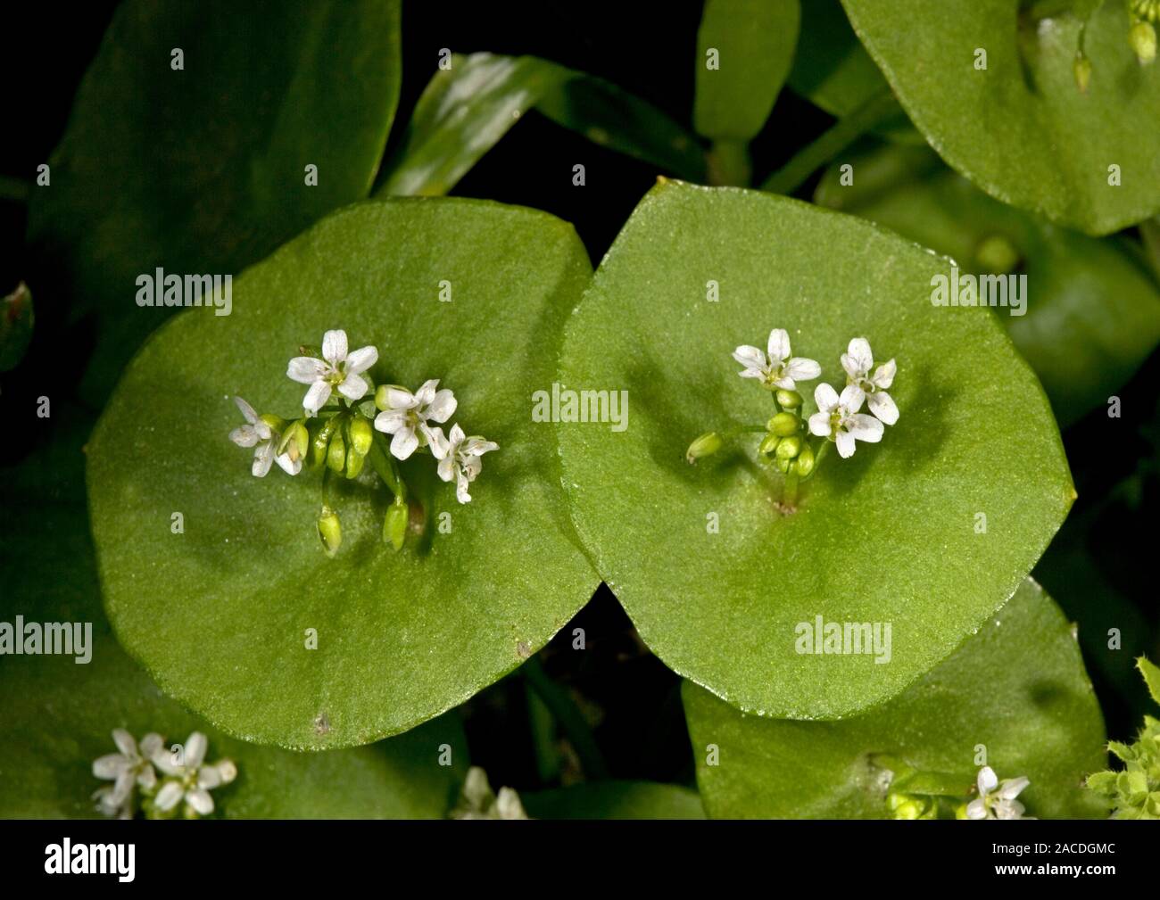 Miner's lettuce flowers (Claytonia perfoliata). This edible plant is