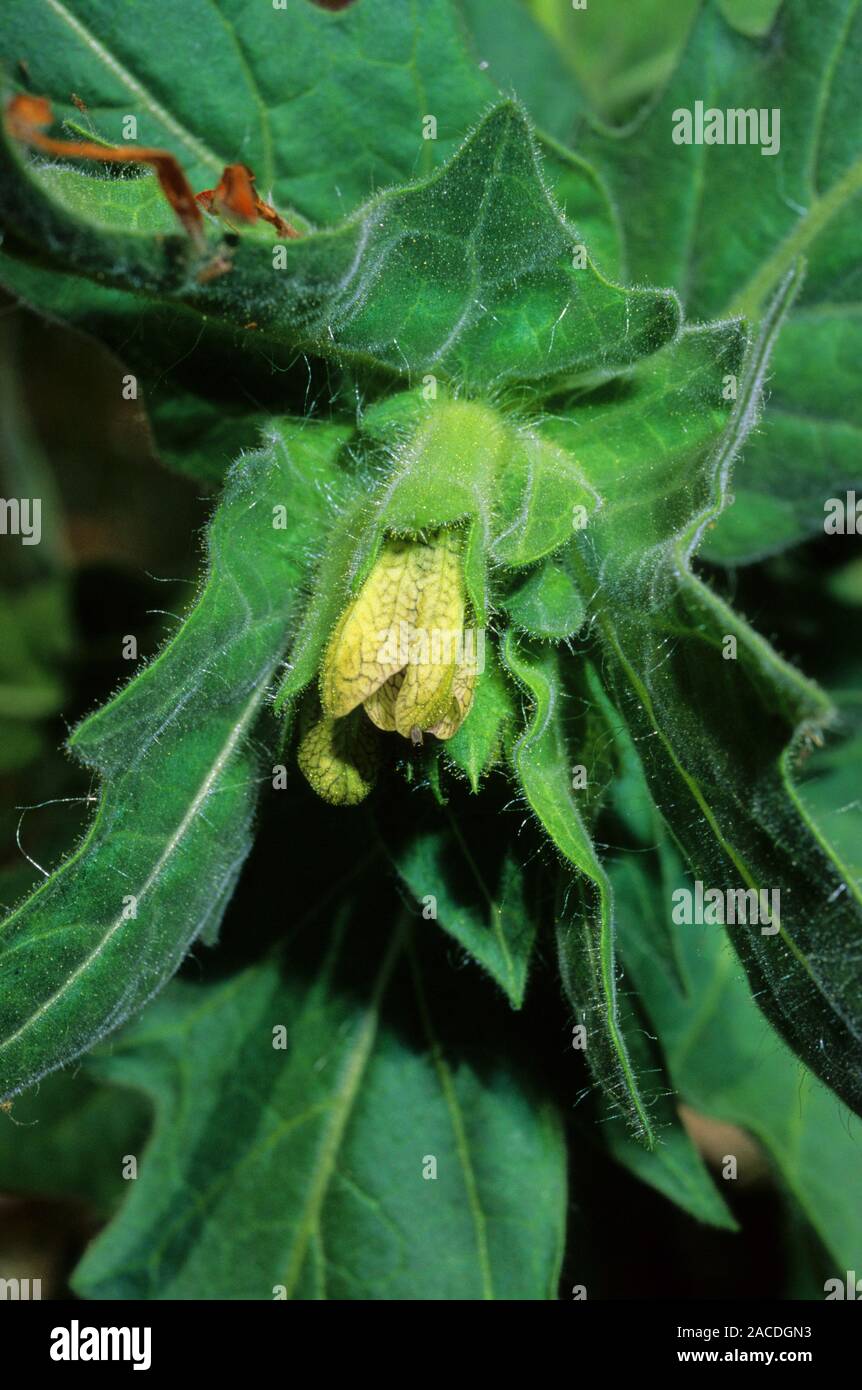 Giusquiamo flower (Hyoscyamus niger). This plant is extremely poisonous causing sight problems, delirium and convulsions that can lead to death. Stock Photo