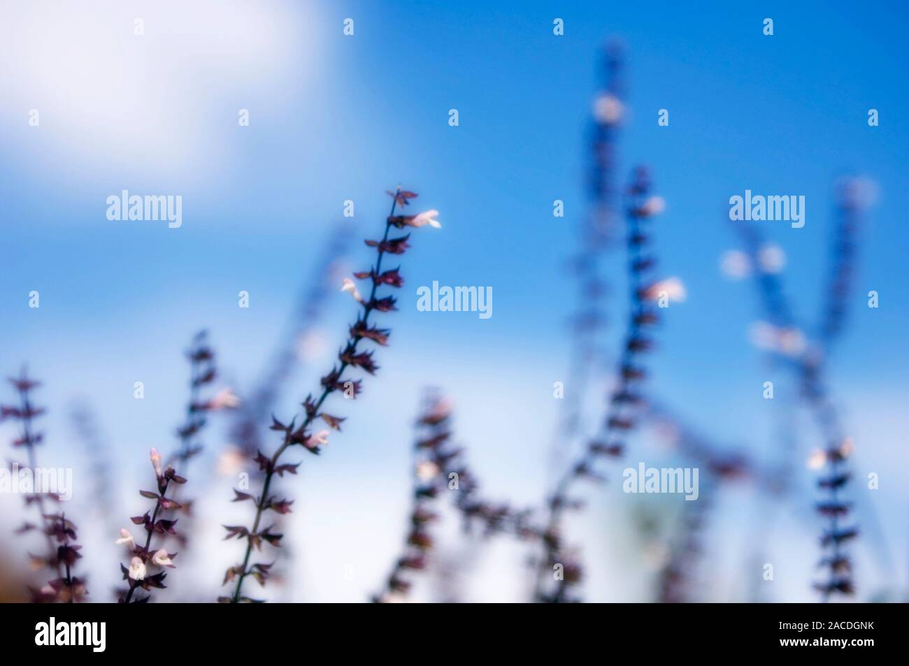 White sage (Salvia hybrid). This plant can be used for treating sore