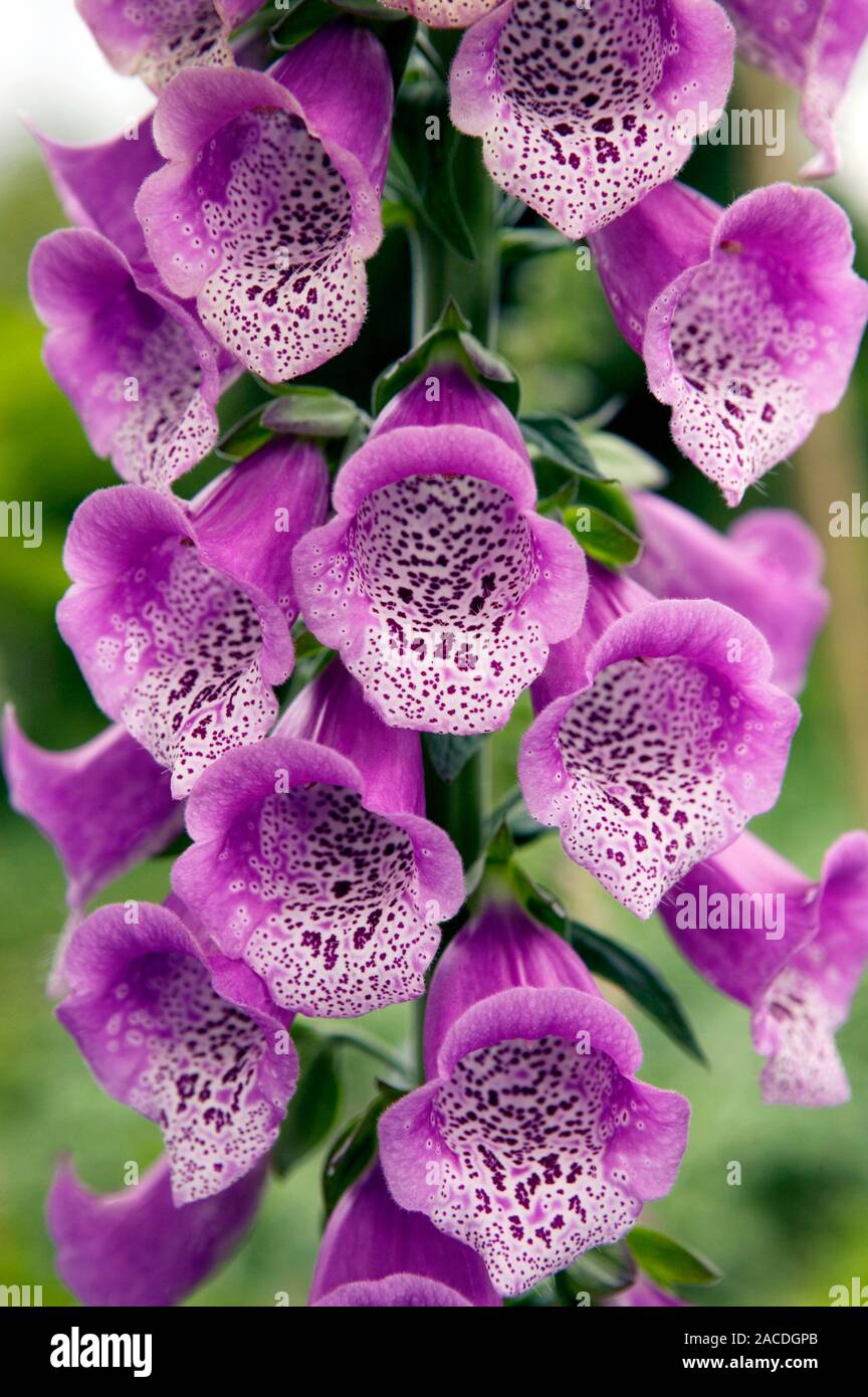 Foxglove flowers (Digitalis purpurea). This plant has long been used in