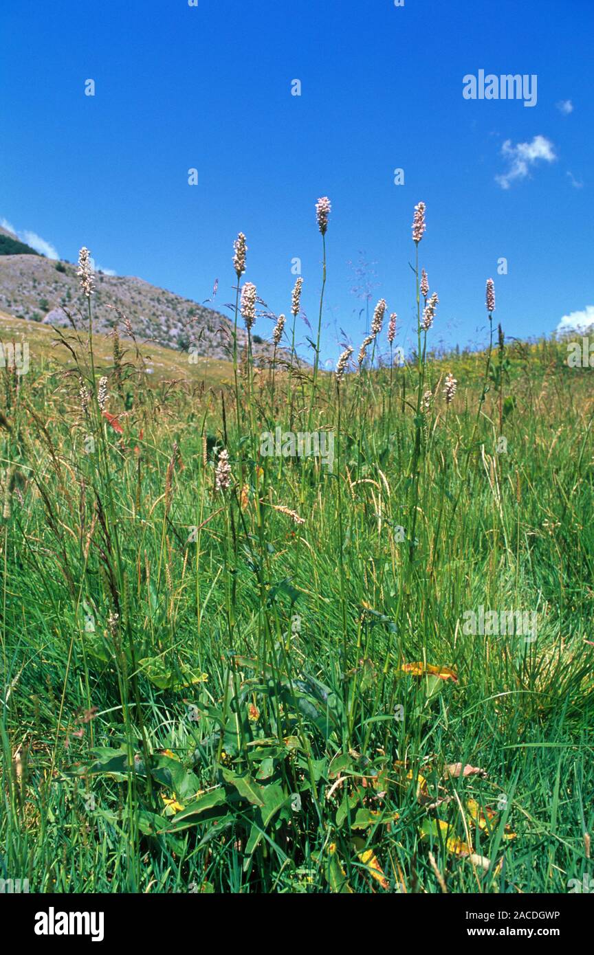 Bistort flowers (Polygonum bistorta). The leaves and seeds of this