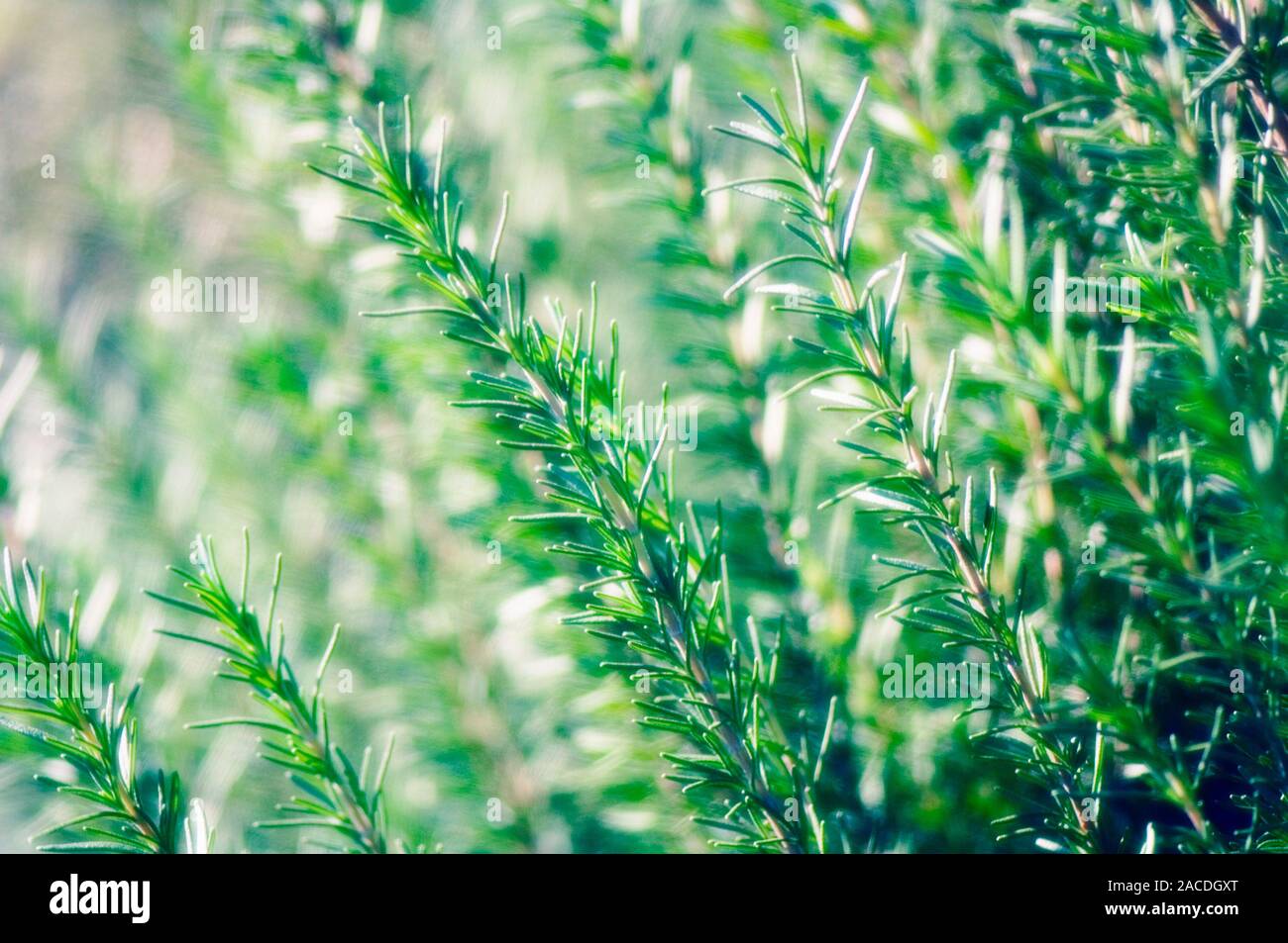 Rosemary (Rosmarinus officinalis). The leaves and flowers of this plant