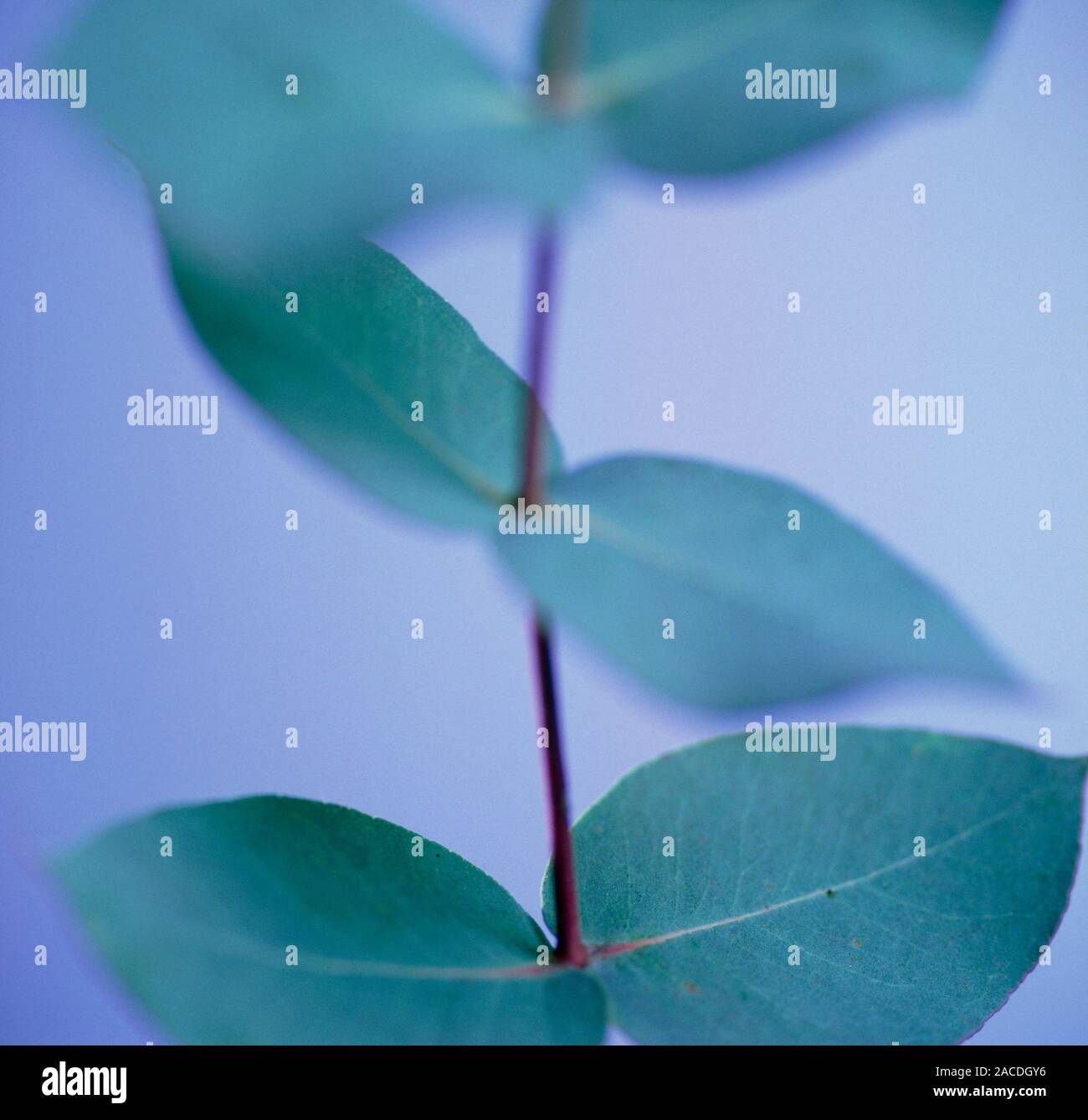 Eucalyptus leaves (Eucalyptus sp.). This plant is used in herbal