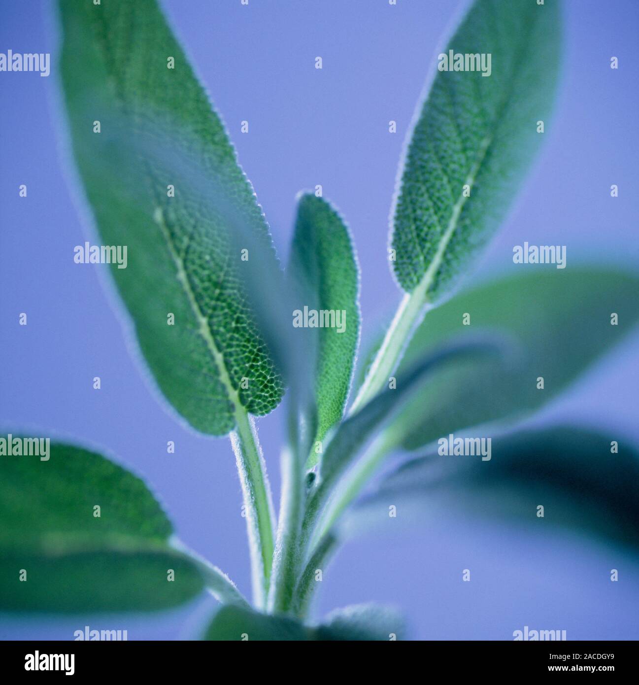Sage leaves (Salvia officinalis). This plant is used both in cooking