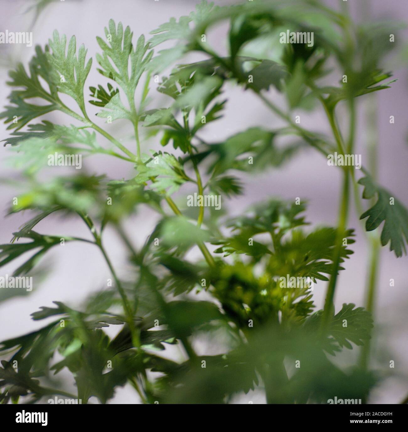 Coriander leaves (Coriandrum sativum Stock Photo Alamy