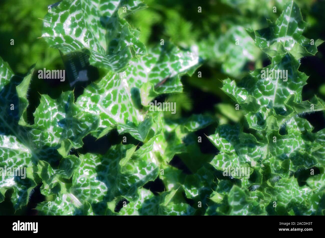 Milk thistle leaves (Silybum marianum). This thistle is used in the