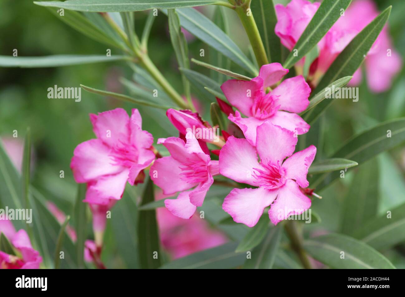 Oleander (Nerium oleander). This plant is very poisonous. It is used in