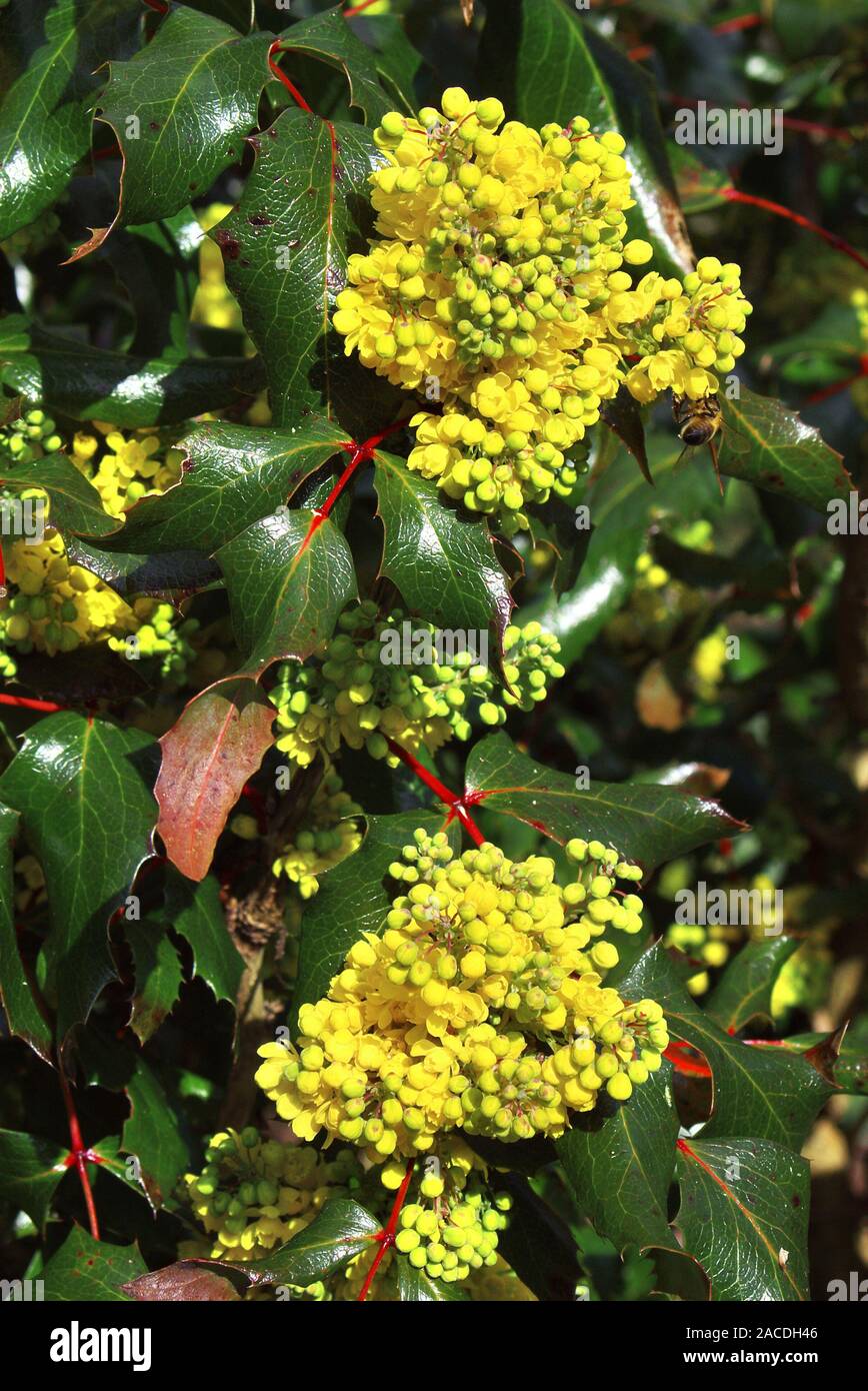 Oregon grape flowers (Mahonia aquifolium 'Atropurpurea'). This plant is