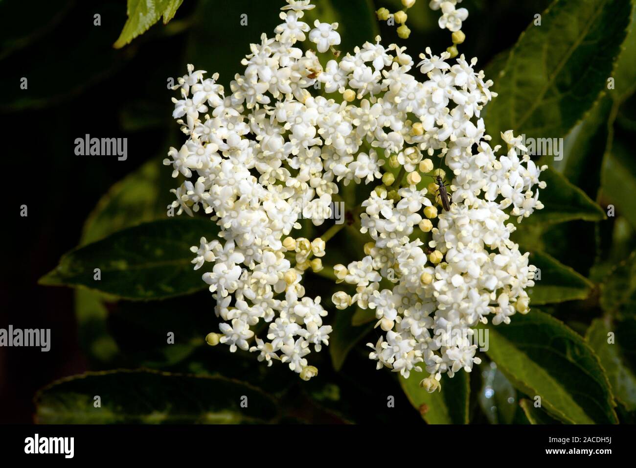 Elderberry flowers (Sambucus nigra). This plant is used in herbal ...