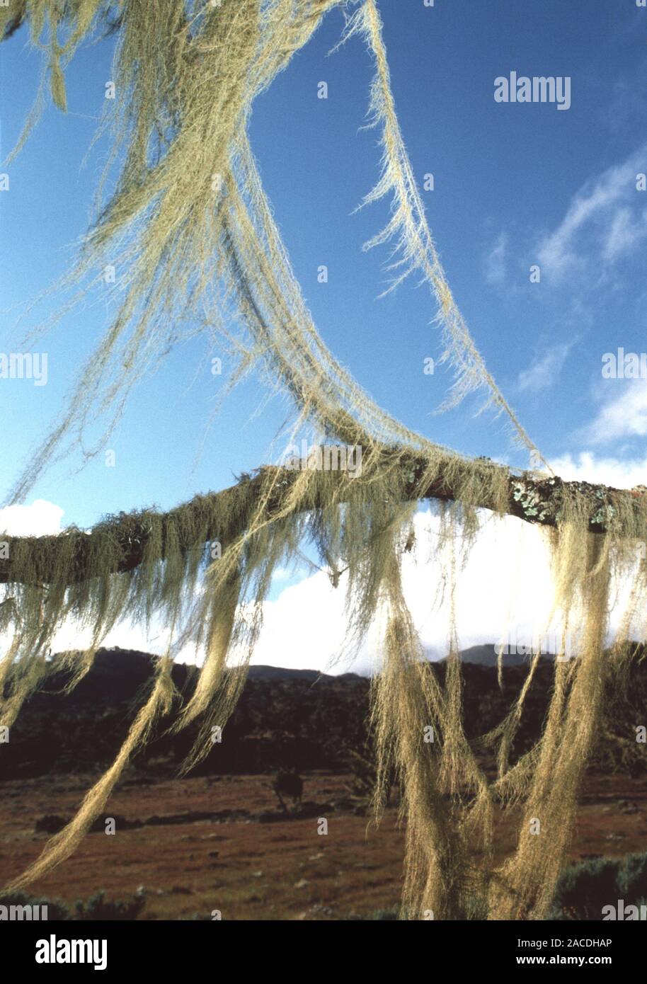 Spanish moss (from the Bromeliaceae family) draped over tree branches. This plant uses trees or