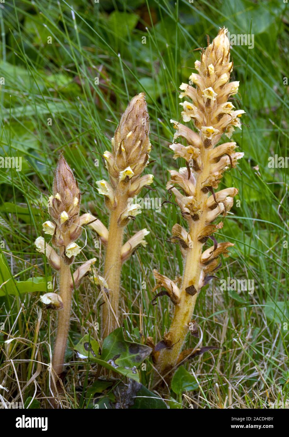 Ivy broomrape plants (Orobanche hederae). This plant is a parasite of ivy (Hedera sp). It lacks chlorophyll and is totally dependant on its host plant Stock Photo