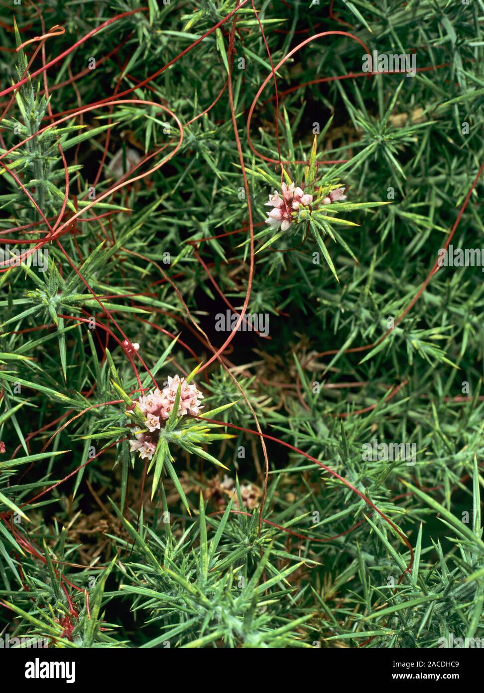 Dodder plant (Cuscuta epithymum) pink flowers) attached to gorse (Ulex