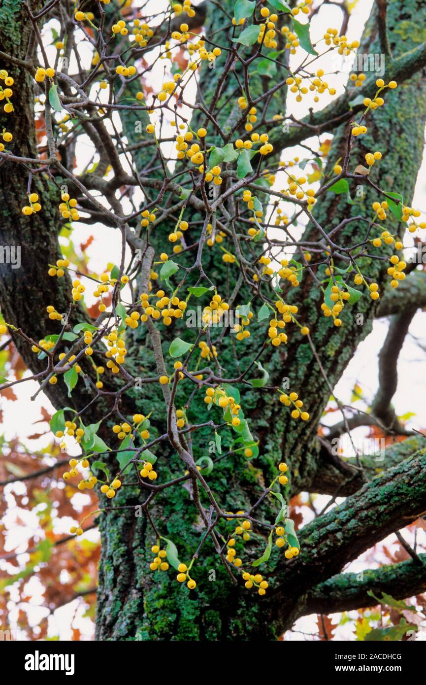 mistletoe-berries-loranthus-europaeus-in-a-tree-stock-photo-alamy