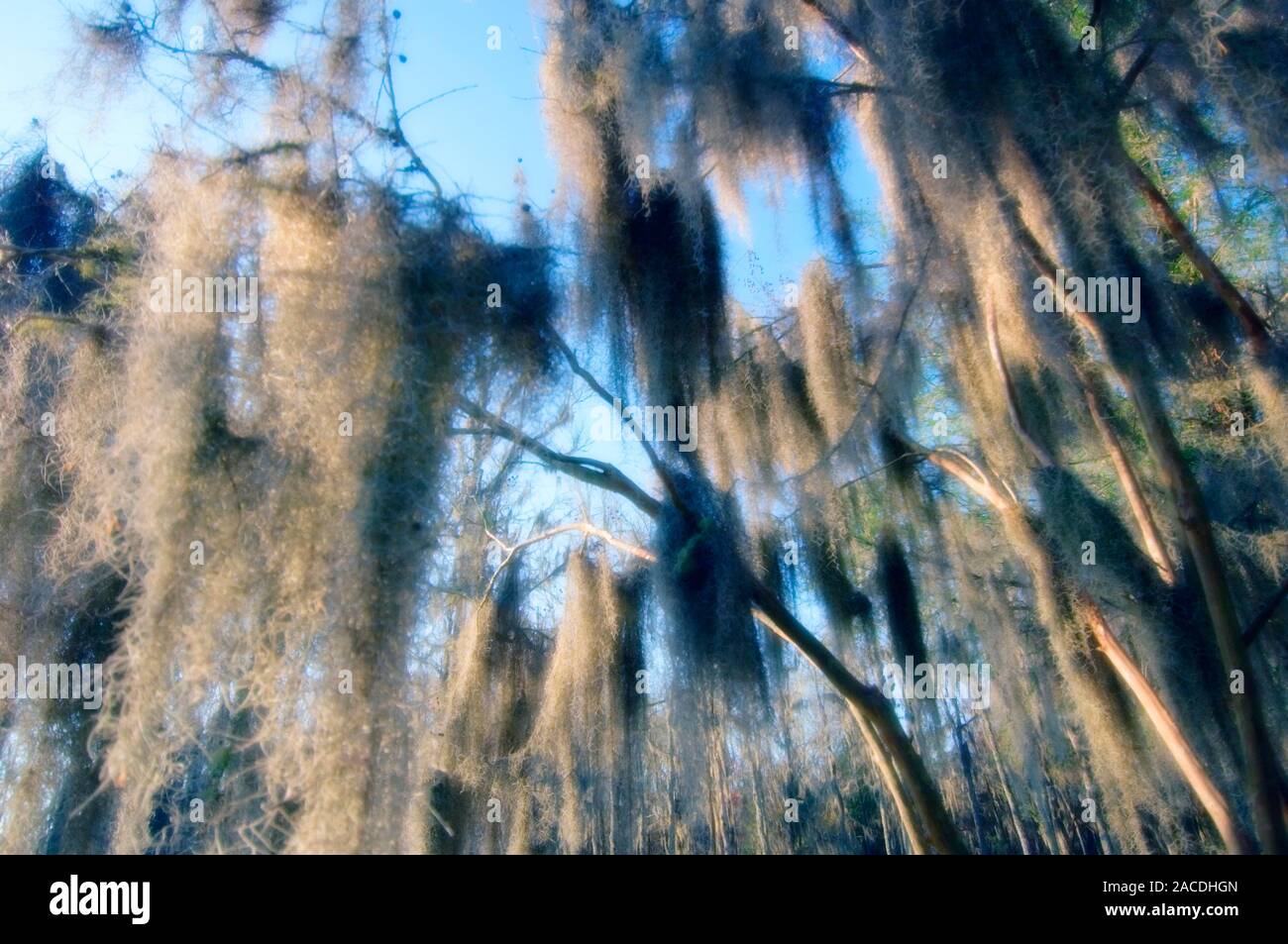 Spanish moss (Tillandsia usneoides) hanging in the branches of a tree