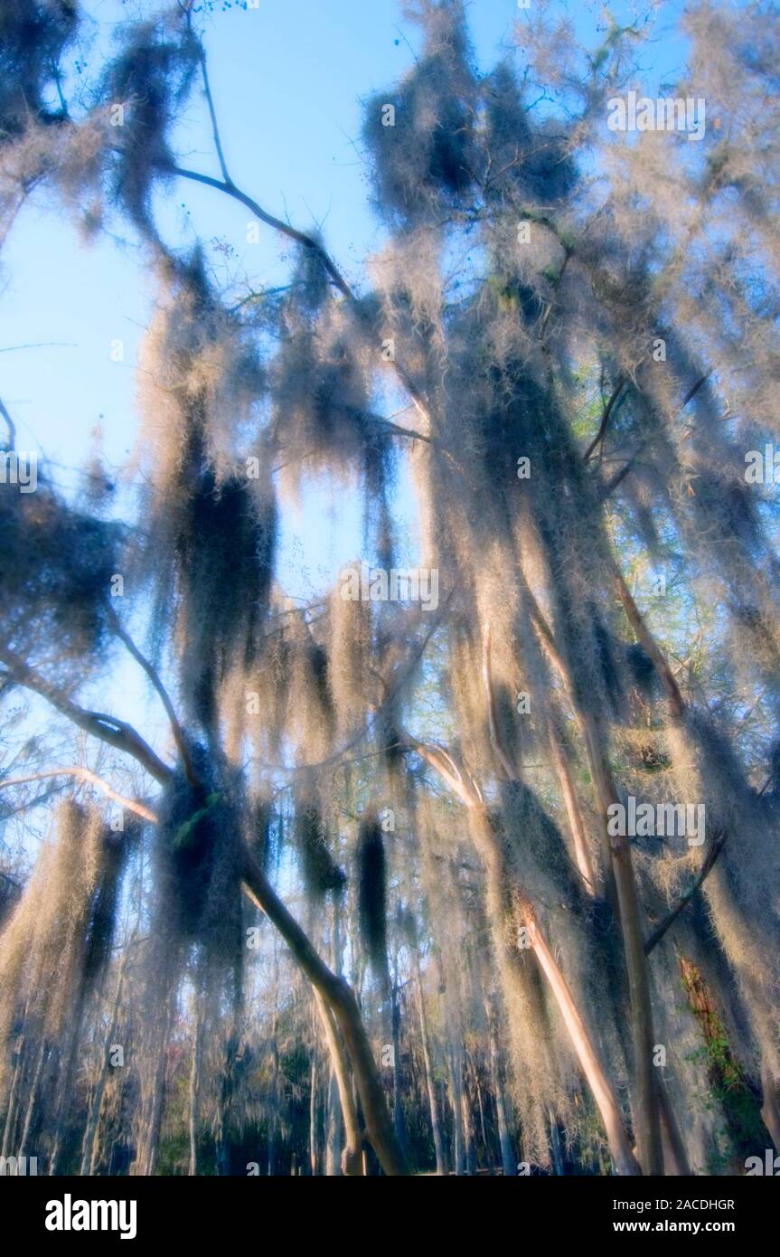 Spanish moss (Tillandsia usneoides) hanging in the branches of a tree