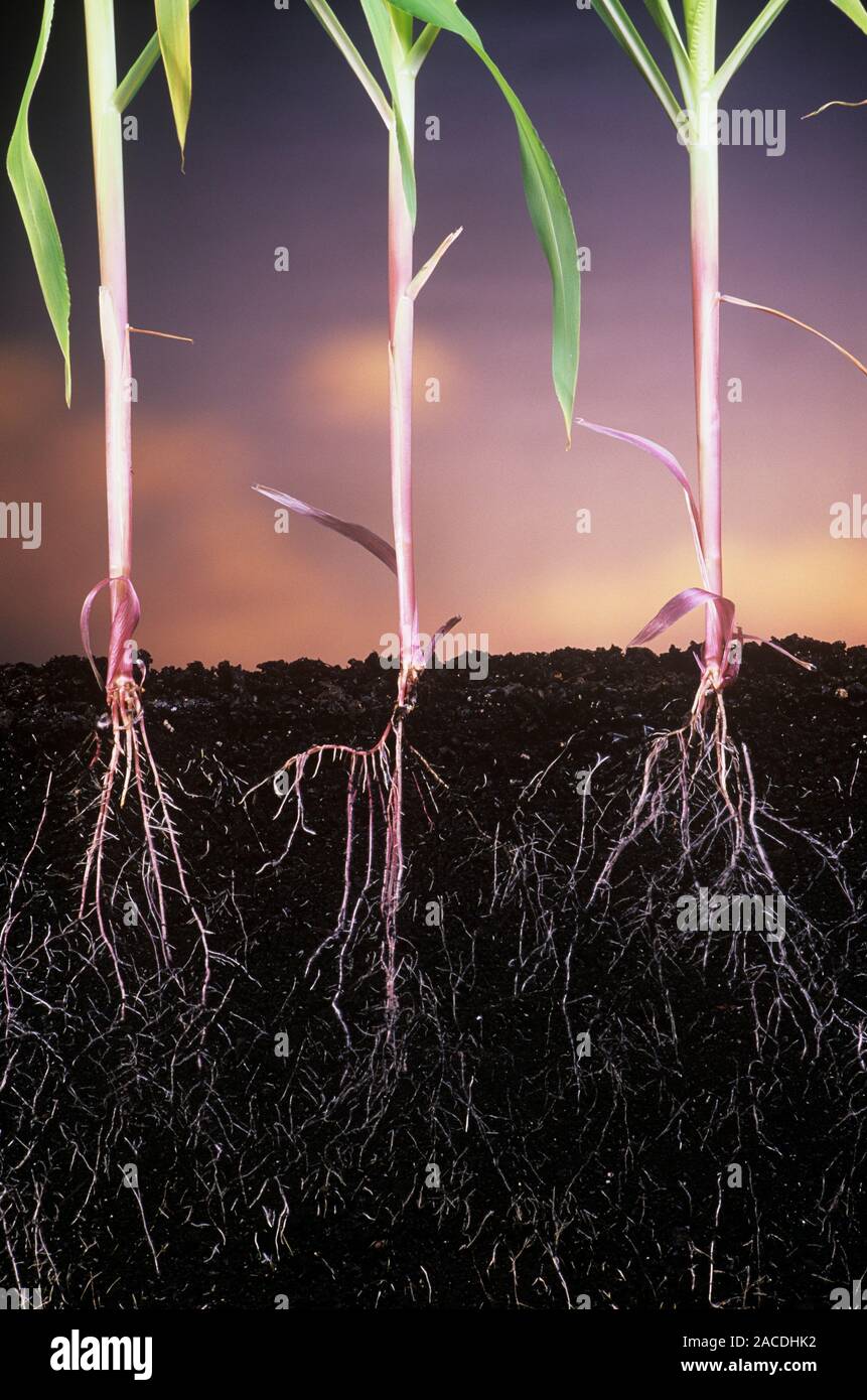 Plant roots. Section through the soil beneath monocotyledon plants to show their roots. Roots