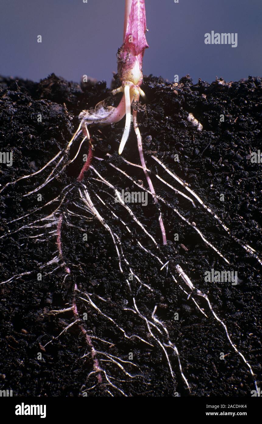 Plant roots. Section through the soil beneath a monocotyledon plant to