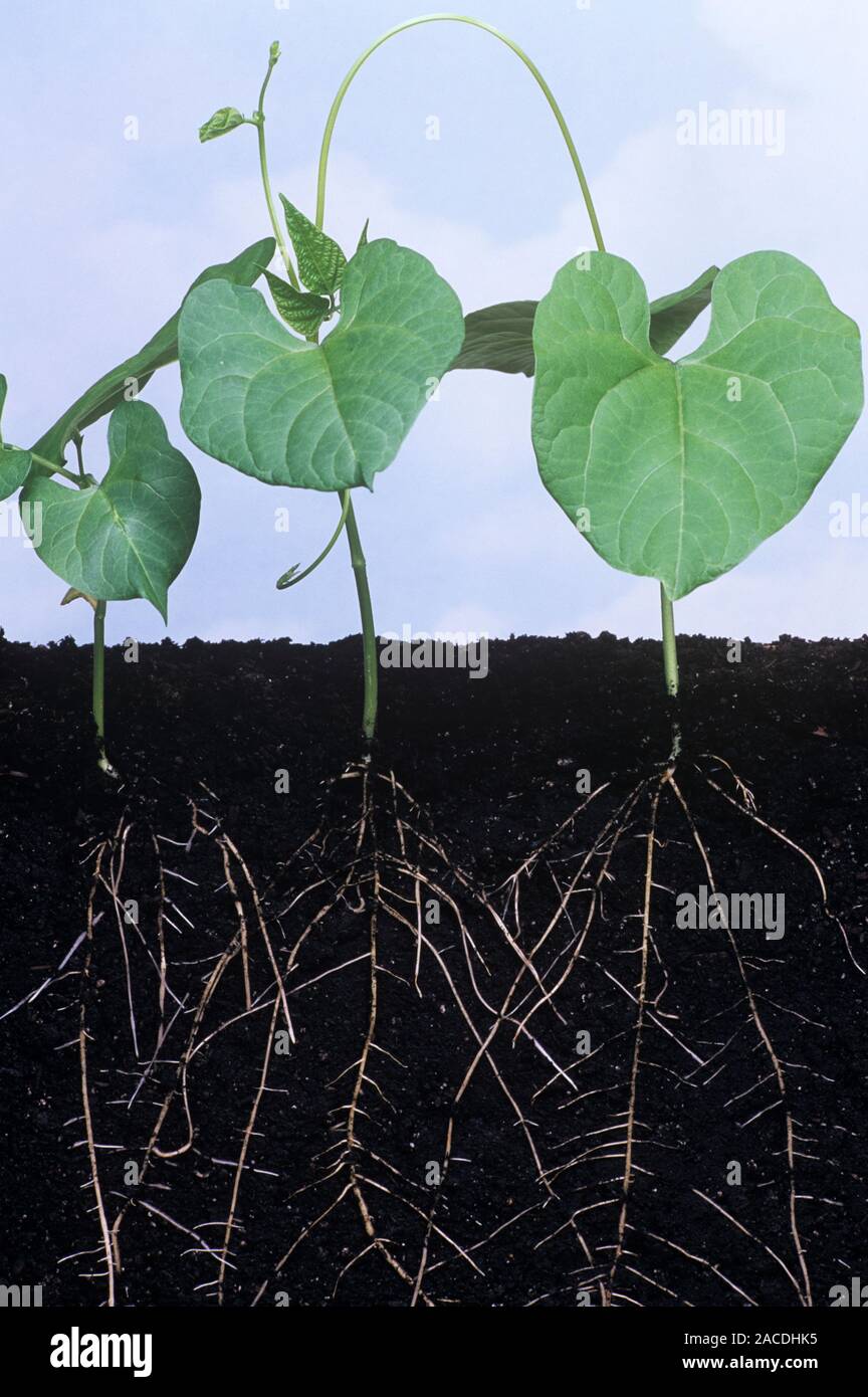 Plant roots. Section through the soil beneath bean plants to show their