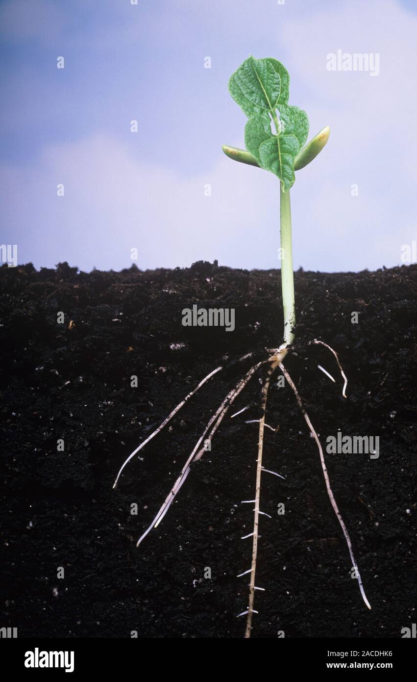 Plant roots. Section through the soil beneath a bean plant to show its