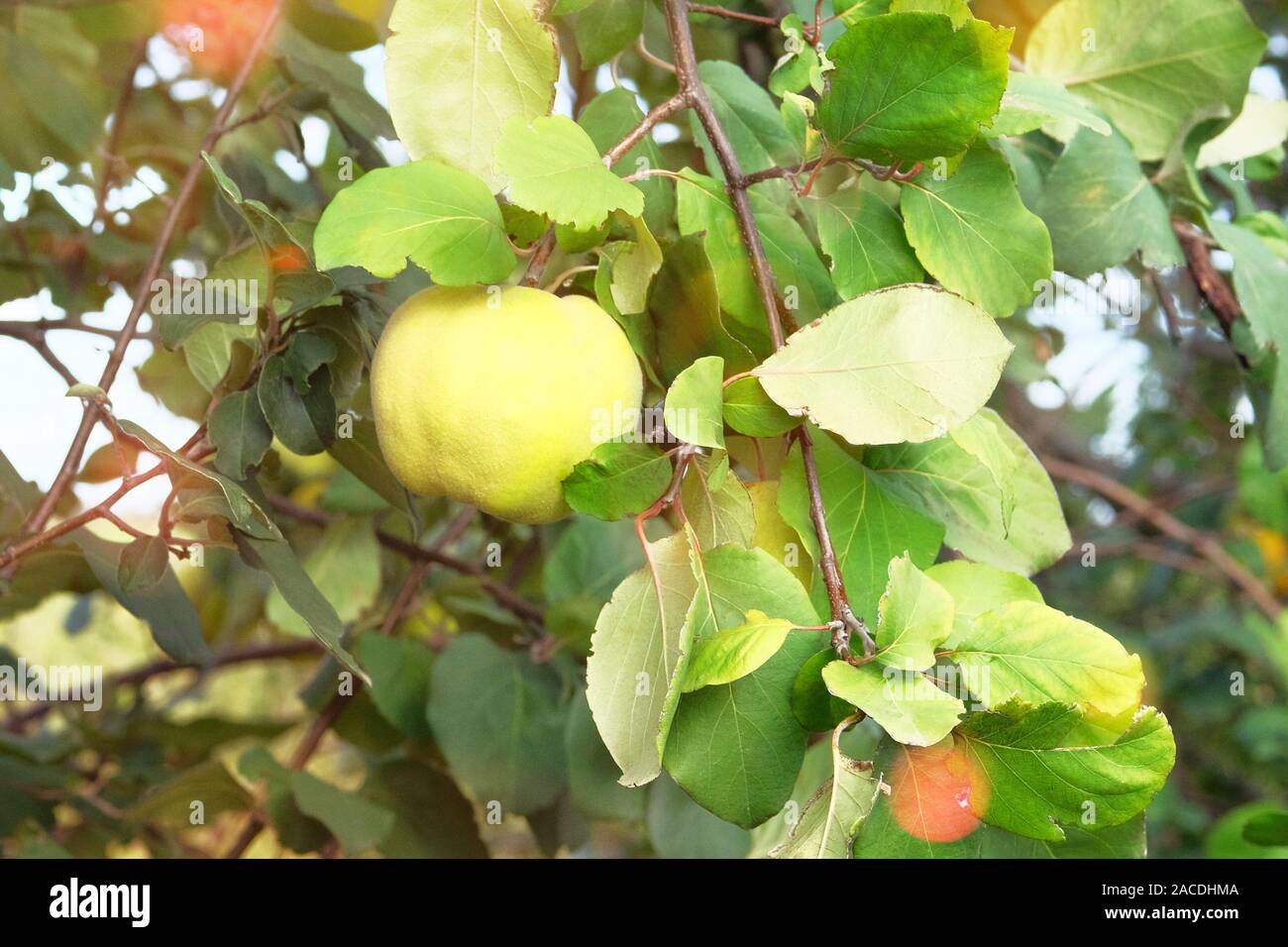 Ripe fruits of quince in nursery. Quince on branch on tree in fall. Harvest in autumn. Sunny day. Close up. Stock Photo
