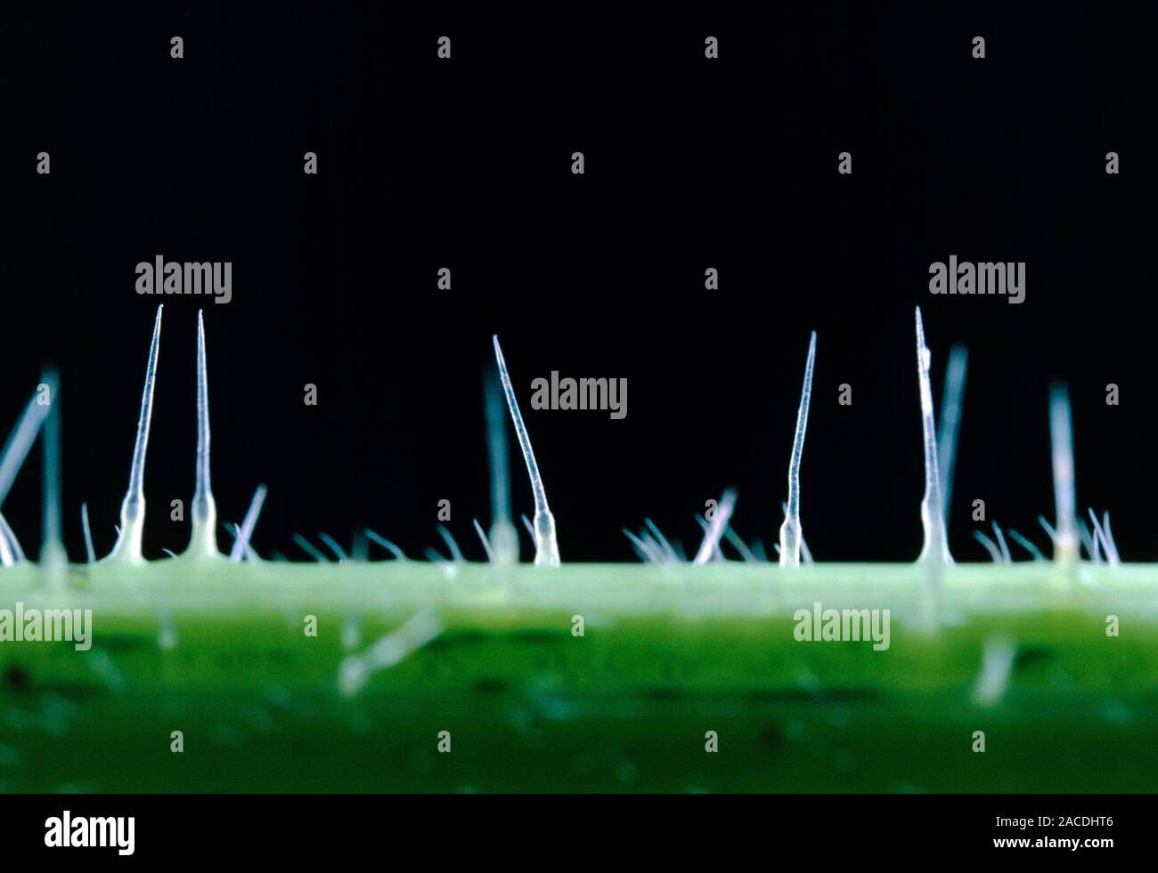 Macrophotograph of stinging hairs on the stem of a stinging nettle