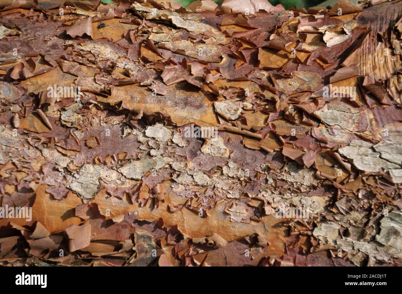 Paperbark maple (Acer griseum) tree trunk. Stock Photo