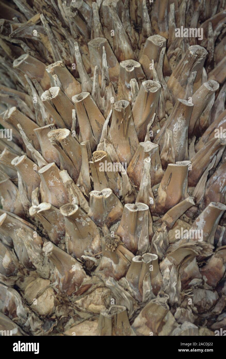 Wood's cycad (Encephalartos woodii) trunk Stock Photo Alamy