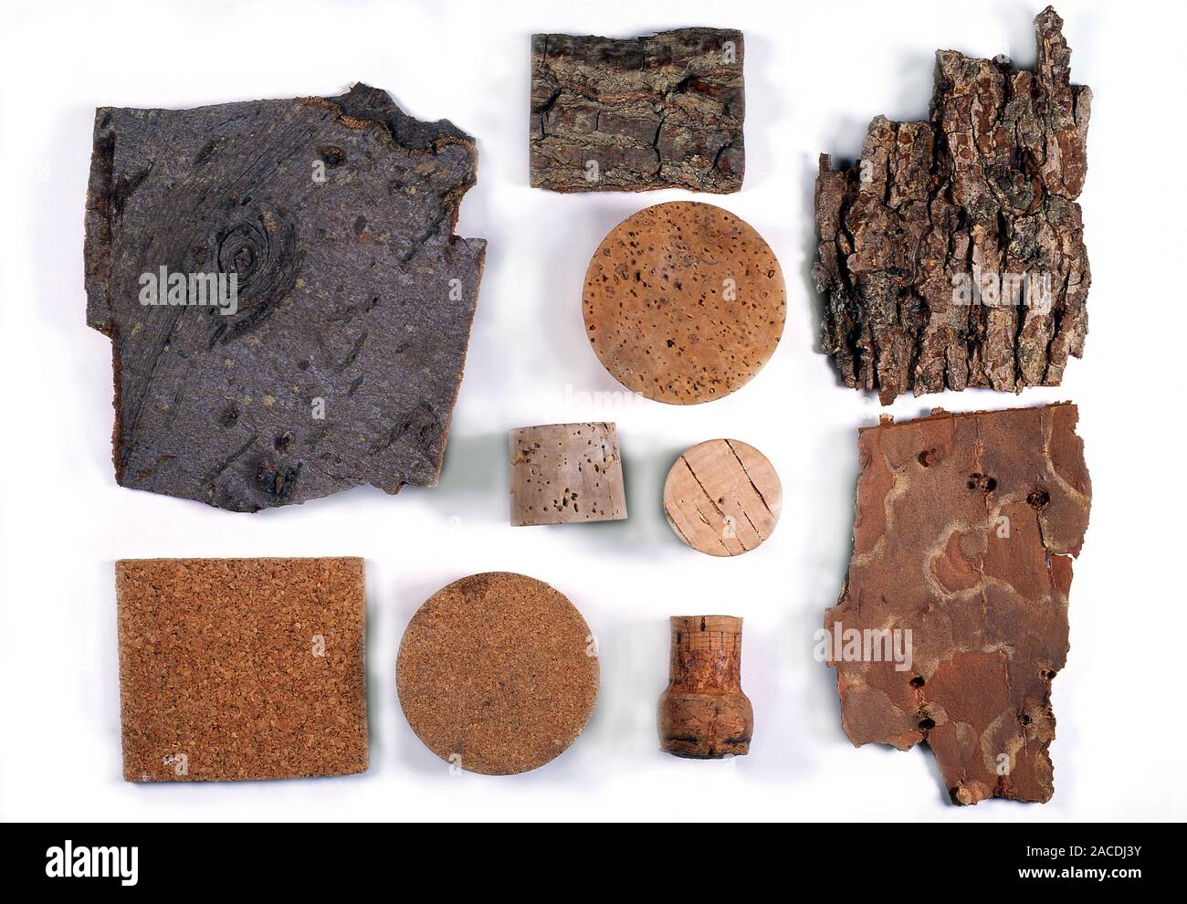 Bark and commercial cork. Selection of bark (cork) from different tree ...