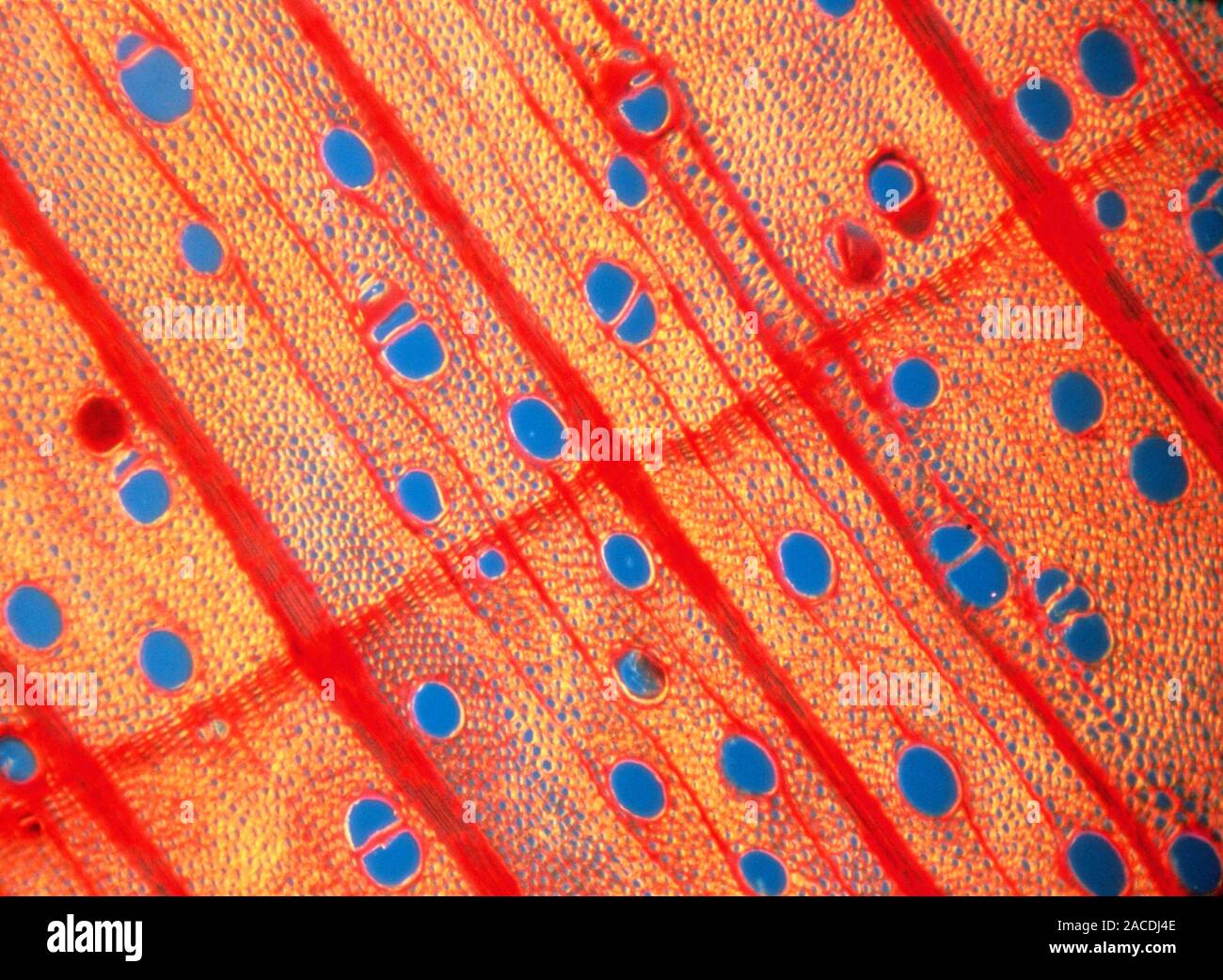 Polarised light micrograph of a section of wood from a sugar maple tree ...