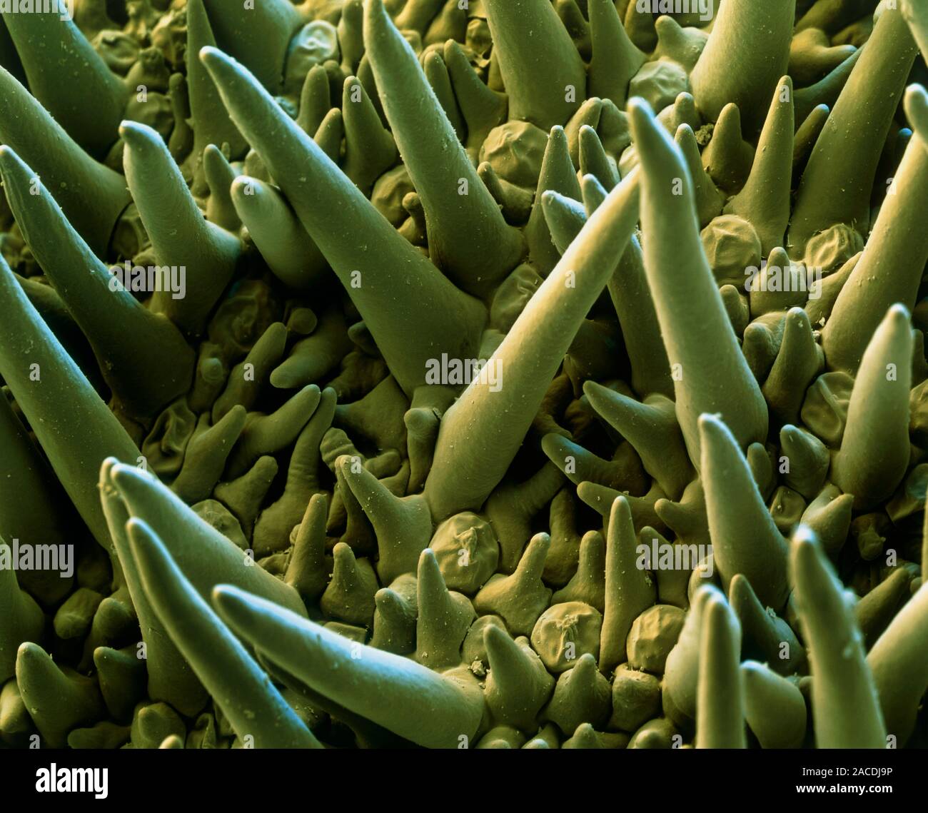 Cactus trichomes. Coloured scanning electron micrograph (SEM) of ...