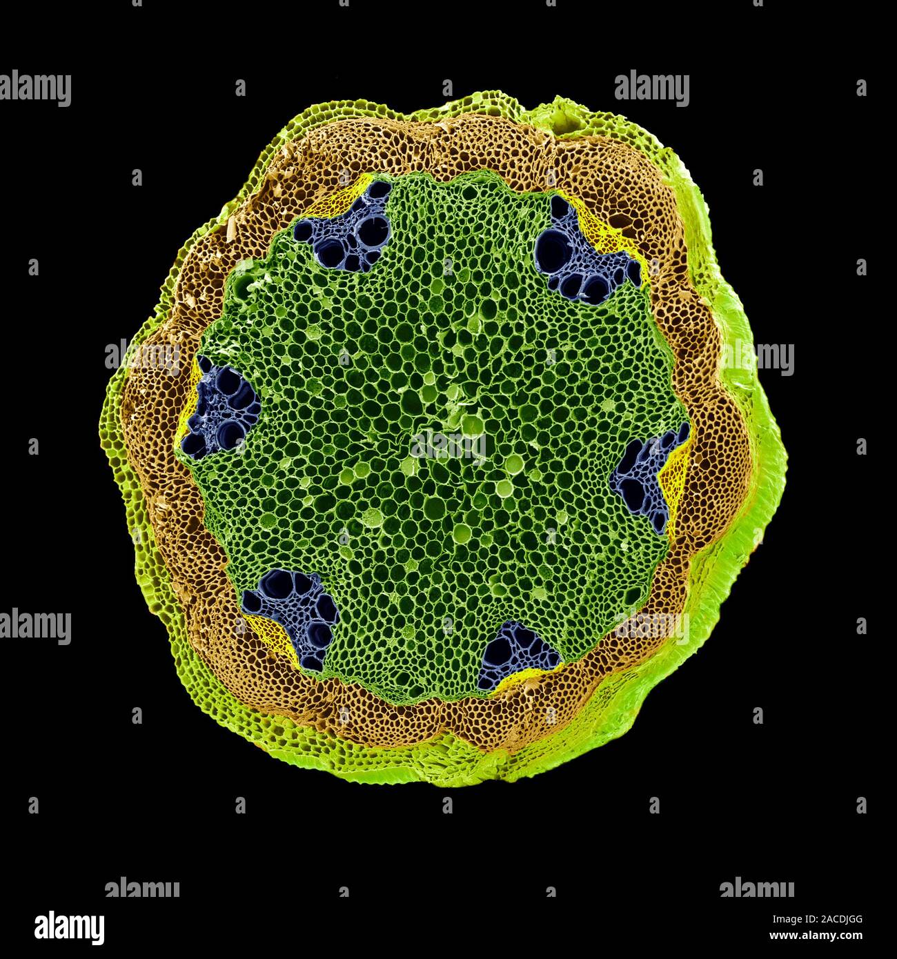 Clematis stem. Coloured scanning electron micrograph (SEM) of a section ...