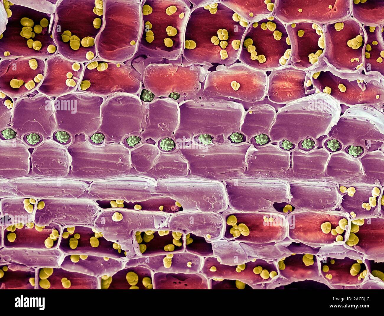 Xylem plant cells. Coloured scanning electron micrograph (SEM) of a