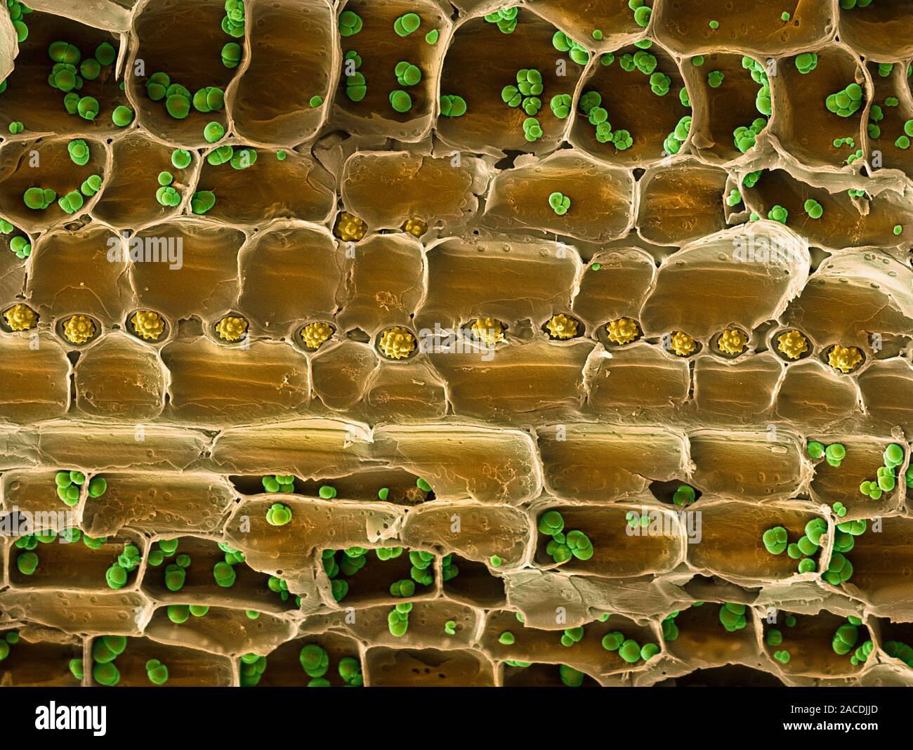 Xylem plant cells. Coloured scanning electron micrograph (SEM) of a