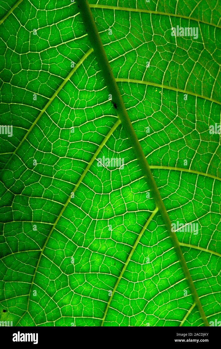 Close-up of the leaf of a dicotyledon, showing the branching vascular ...