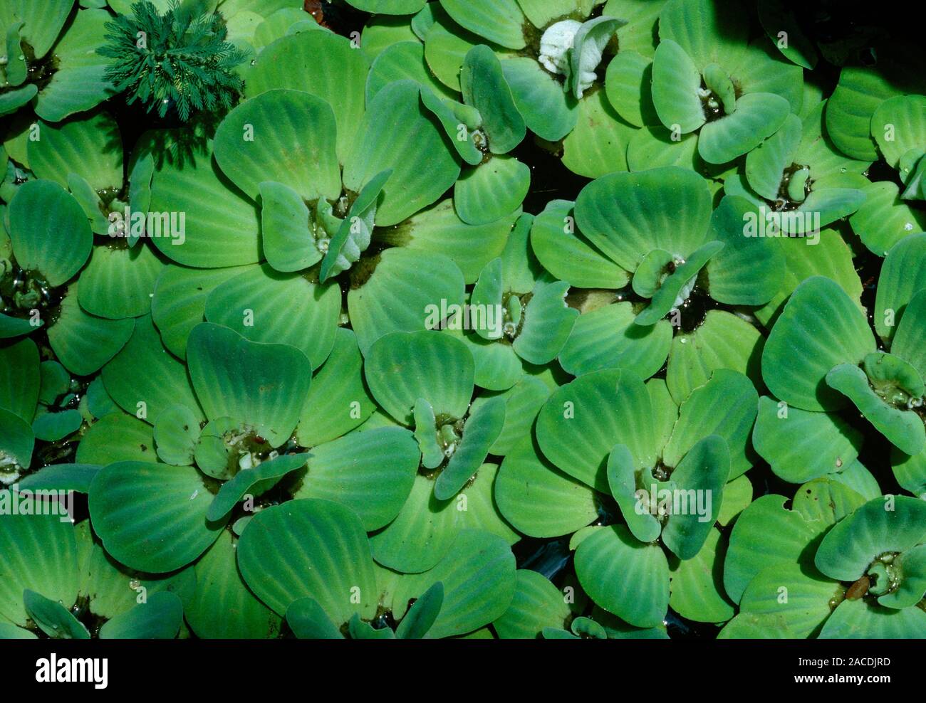 Water cabbage. A dense cluster of the aquatic plant Pistia stratioites