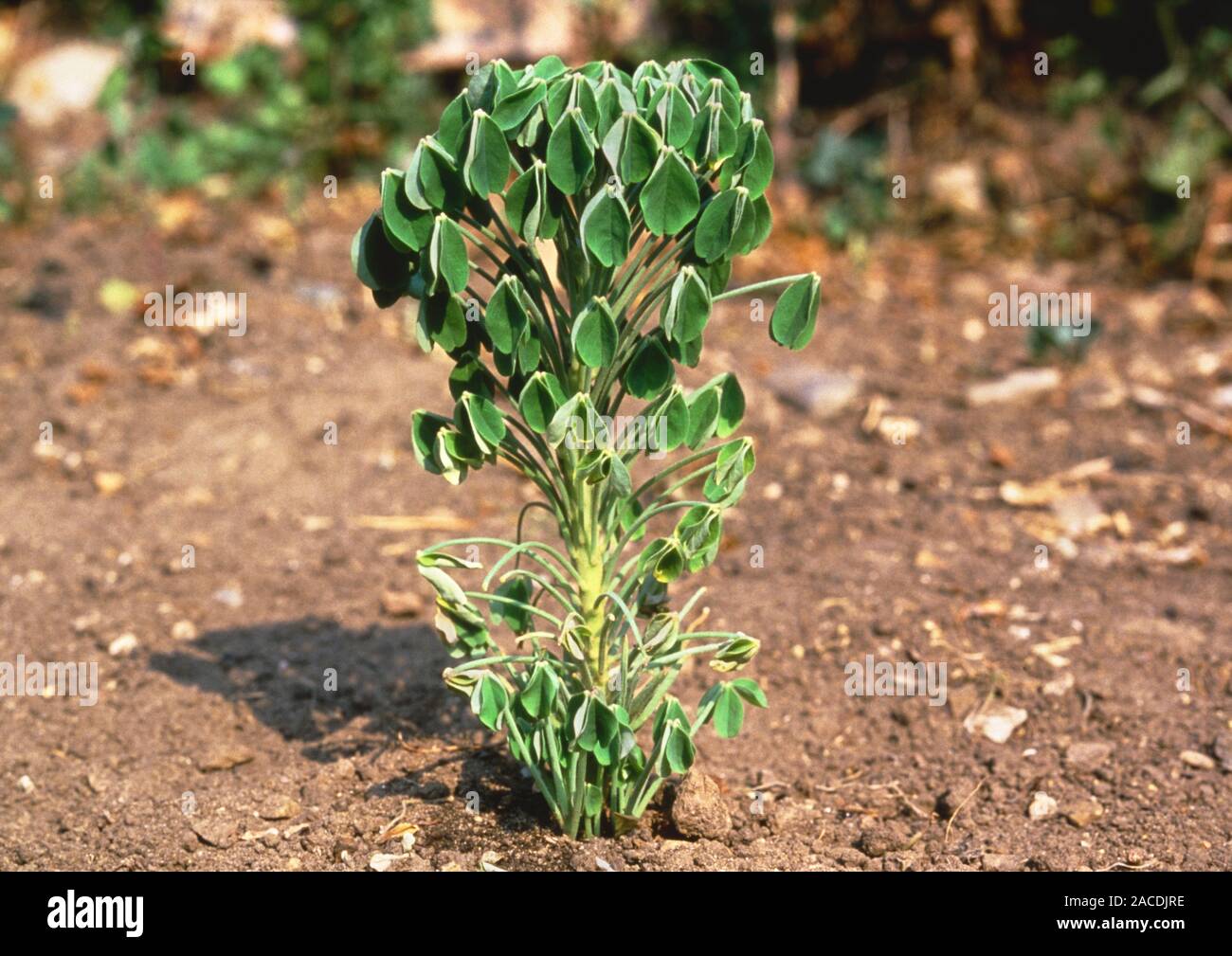 Plant wilting due to lack of water. Photograph of a plant (Oxalis