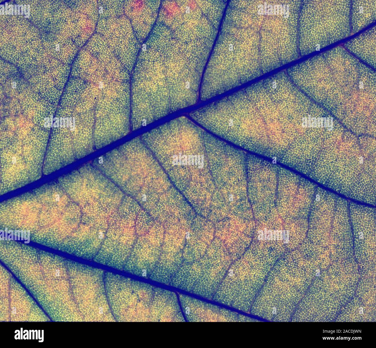 Leaf surface. Computer artwork of the surface of a plant leaf. The ...