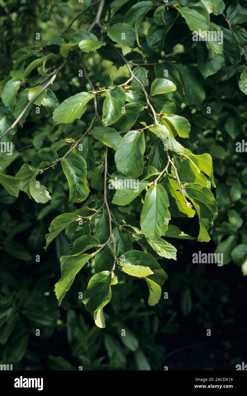 Persian ironwood (Parrotia persica) leaves. Stock Photo