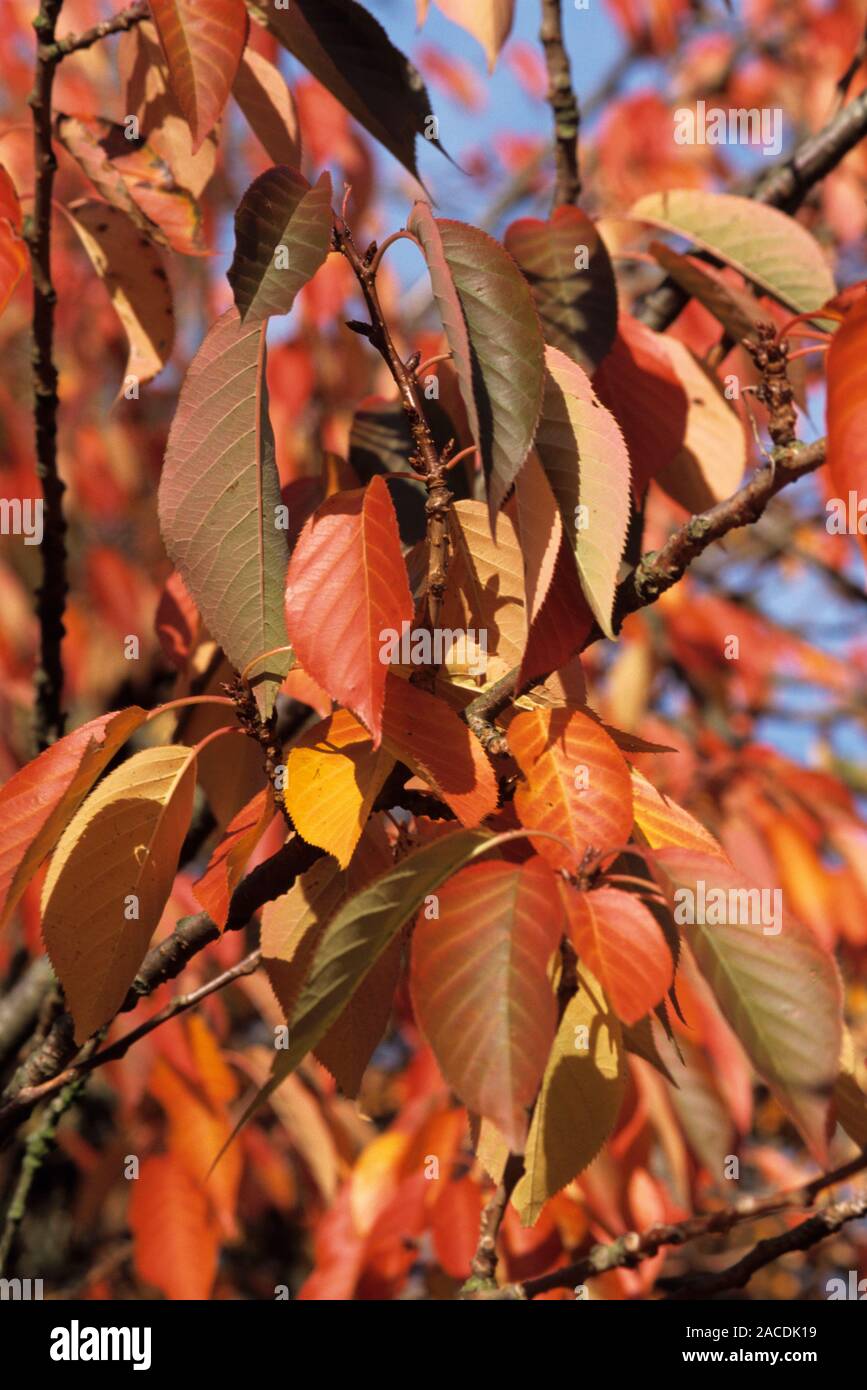 Sweet cherry (Prunus avium) leaves in autumn. Stock Photo