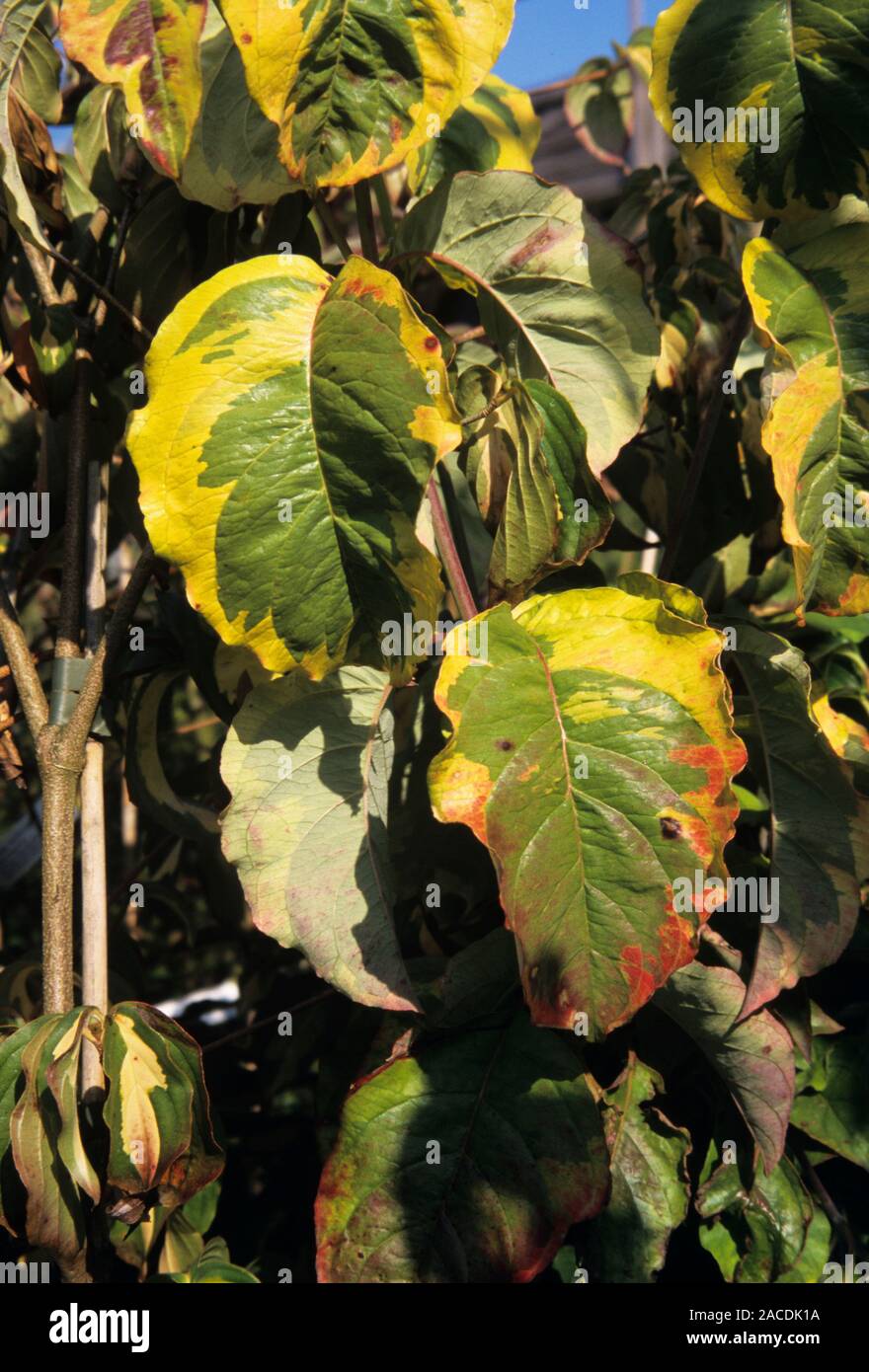 Rainbow dogwood (Cornus florida 'Rainbow') leaves. Stock Photo