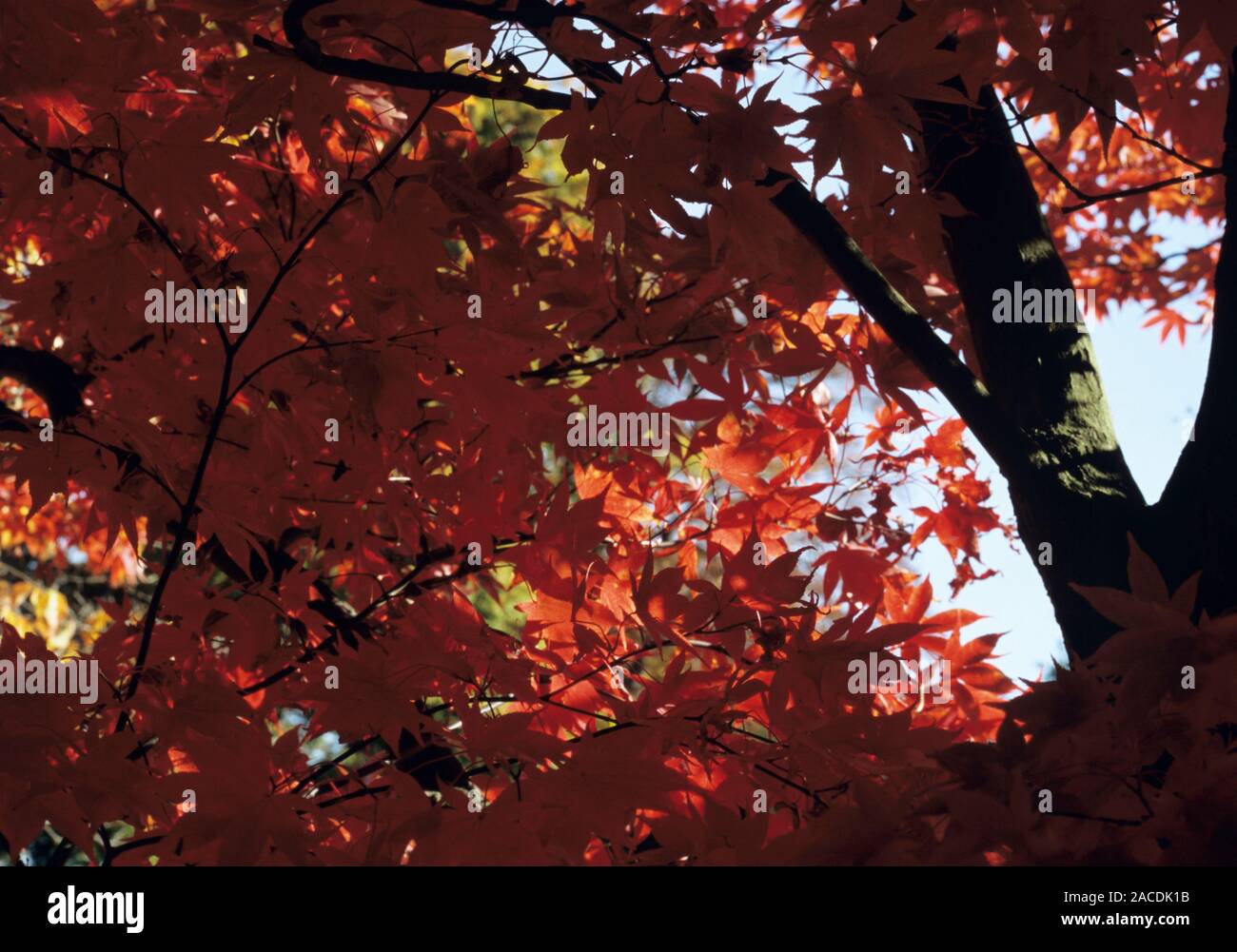 Japanese maple (Acer palmatum 'Osakazuki') leaves in autumn. Stock Photo