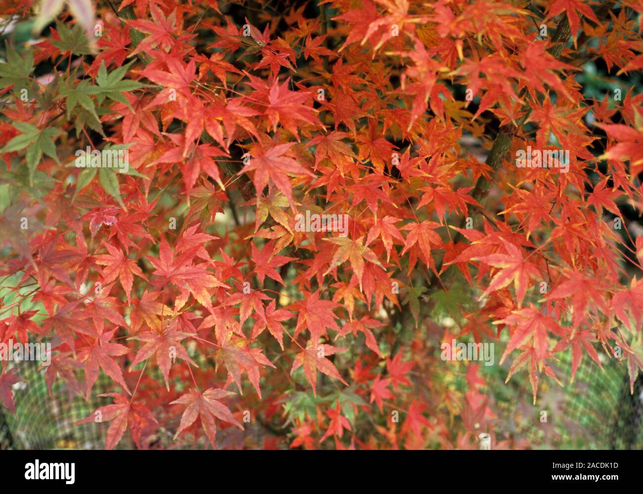 Pine bark maple (Acer palmatum 'Issai Nishiki') leaves in autumn. Stock Photo