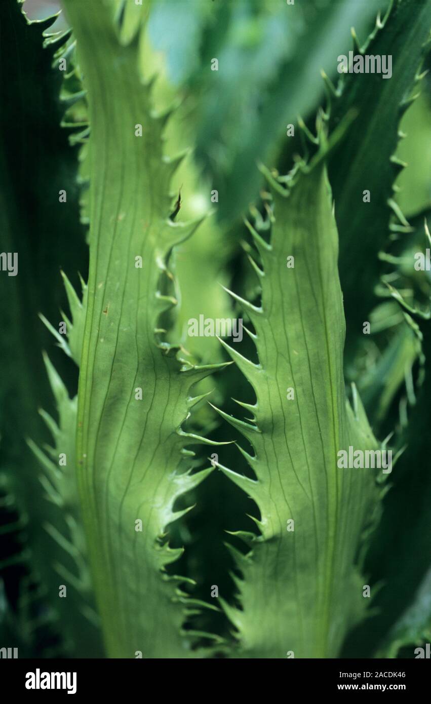 Sea holly (Eryngium yuccifolium) leaves. Photographed in May in London