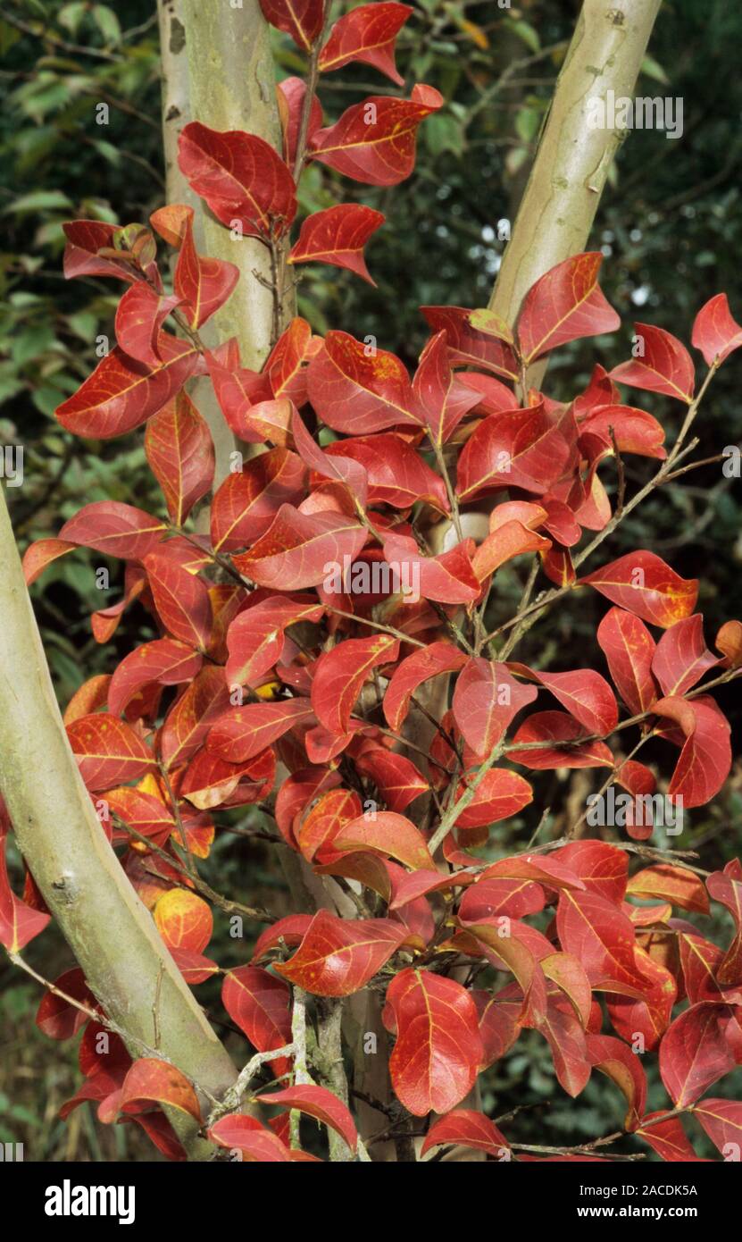 Crepe myrtle autumn foliage (Lagerstroemia indica Stock Photo - Alamy