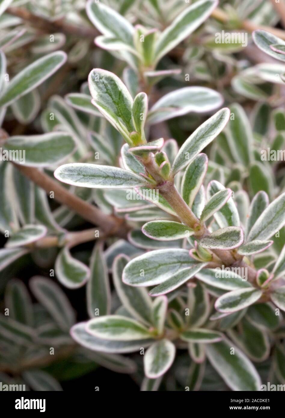 Coprosma (Coprosma x kirkii ‘Kirkii Variegata’ Stock Photo - Alamy