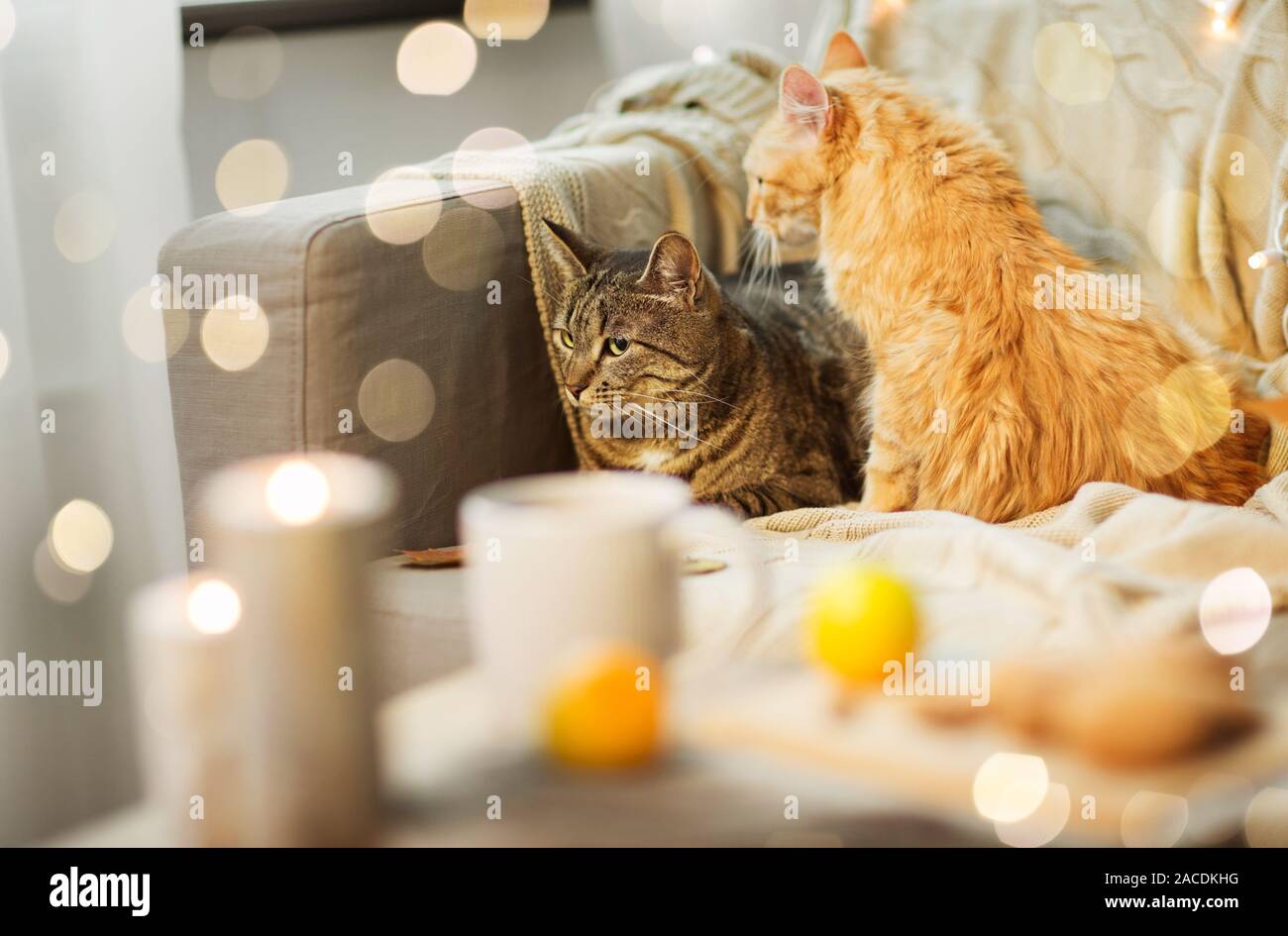 two cats lying on sofa at home Stock Photo