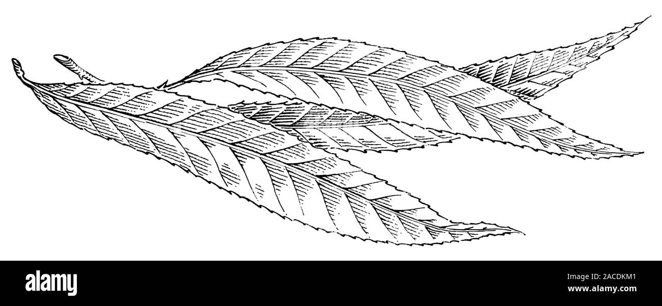 Willow leaves. Woodcut artwork of three leaves from a willow tree ...