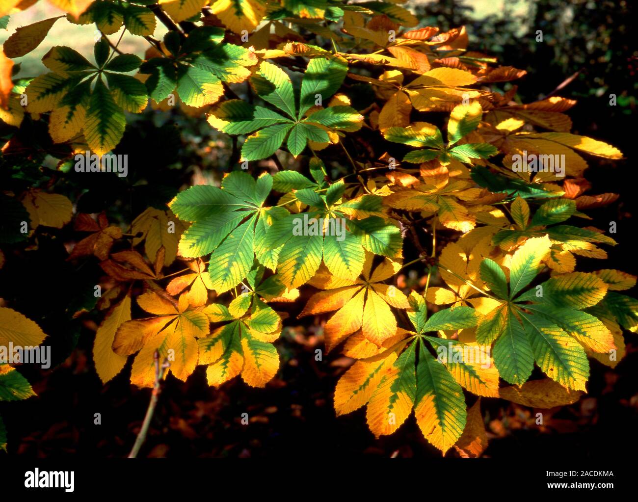 Horse chestnut leaves. The horse chestnut tree (Aesculus hippocastanum) is a deciduous tree (its leaves are lost in autumn). The leaf contains the gre Stock Photo