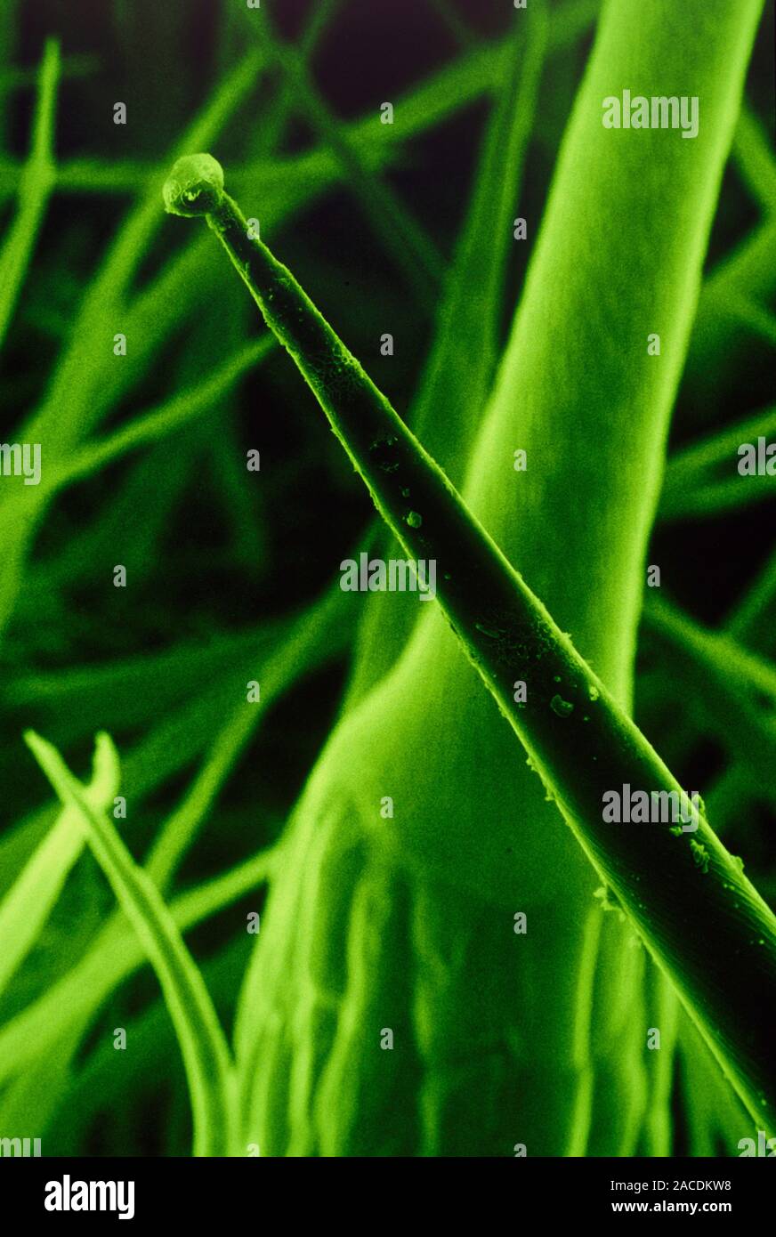 False colour scanning electron micrograph (SEM) of the tip (foreground ...